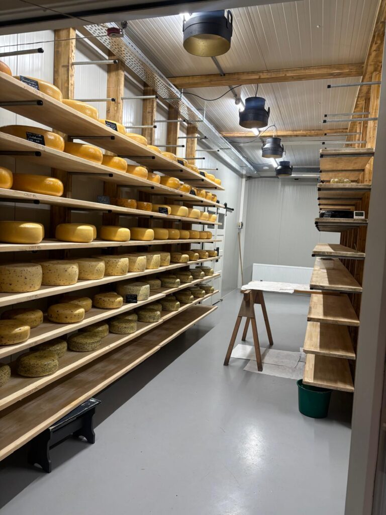 Jonge Kaas
